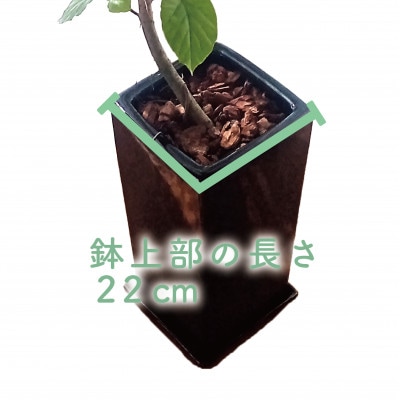【観葉植物】フィカス・ウンべラータ80cm～100cm陶器鉢(045-1455)
