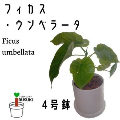 【観葉植物】フィカス・ウンべラータ4号陶器鉢(014-1454)