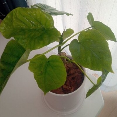 【観葉植物】フィカス・ウンべラータ4号陶器鉢(014-1454)