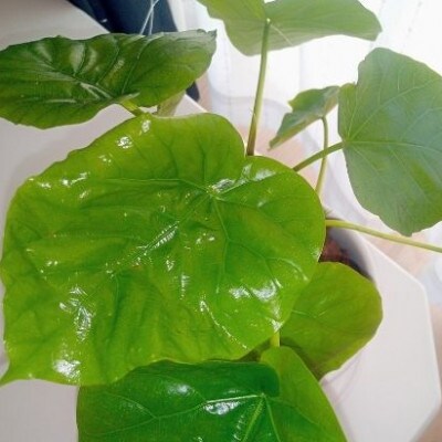 【観葉植物】フィカス・ウンべラータ4号陶器鉢(014-1454)