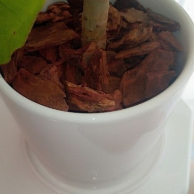 【観葉植物】フィカス・ウンべラータ4号陶器鉢(014-1454)