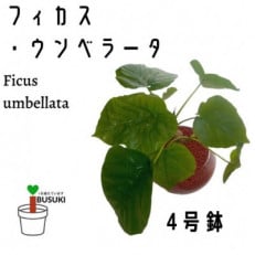 【観葉植物】フィカス・ウンべラータ4号ガラス鉢(セラミス仕立て)(025-1453)