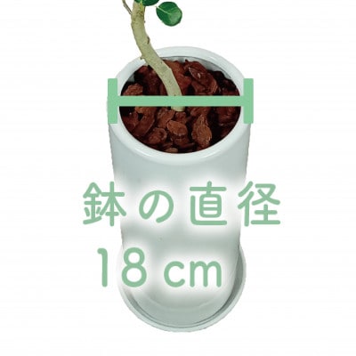 螺旋状ベンガレンシス　8号　140センチ　現品 ベンガレンシス 10号 陶器鉢 Z 通販 販売｜観葉植物の