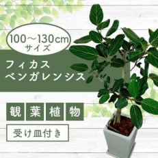 【観葉植物】フィカス・ベンガレンシス100cm～130cmホワイト陶器鉢(035-1461)