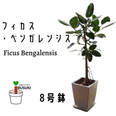 【観葉植物 】フィカス・ベンガレンシス8号陶器鉢(E-070)