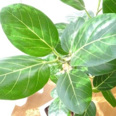 【観葉植物 】フィカス・ベンガレンシス8号陶器鉢(E-070)