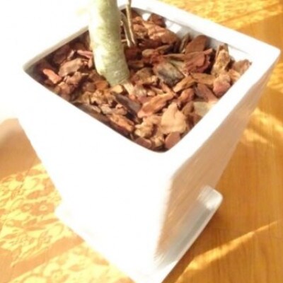 【観葉植物 】フィカス・ベンガレンシス8号陶器鉢(E-070)