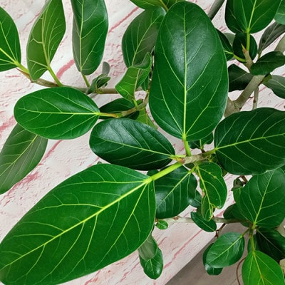観葉植物】フィカス・ベンガレンシス100cm～130cmホワイト陶器鉢