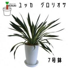 【観葉植物】ユッカグロリオサ7号(T-065)