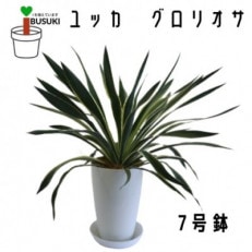 【観葉植物】ユッカグロリオサ7号(016-1491)