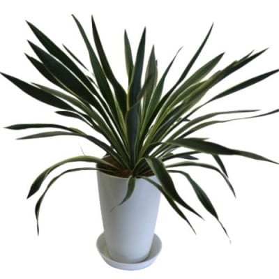 観葉植物 ユッカグロリオサ7号 Green Farm M T 065 お礼品詳細 ふるさと納税なら さとふる