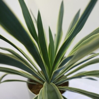 観葉植物 ユッカグロリオサ7号 Green Farm M T 065 お礼品詳細 ふるさと納税なら さとふる