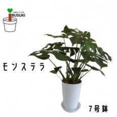 [観葉植物]モンステラ7号(016-1488)