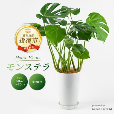 【観葉植物】モンステラ50cm～70cm(016-1488)