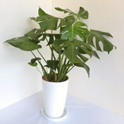 【観葉植物】モンステラ50cm～70cm(016-1488)