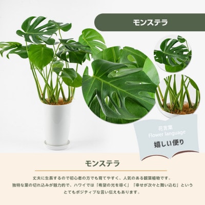 【観葉植物】モンステラ50cm～70cm(016-1488)