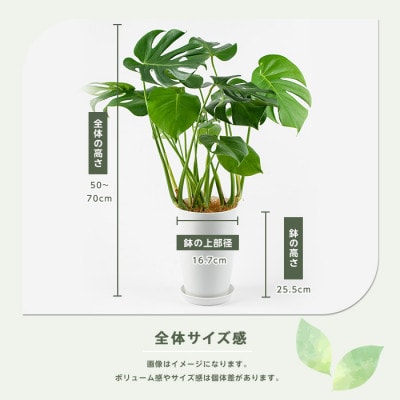 【観葉植物】モンステラ50cm～70cm(016-1488)