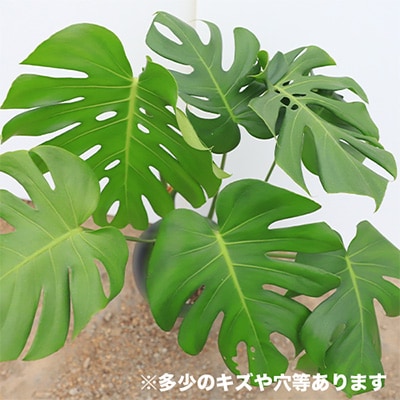 【観葉植物】モンステラ50cm～70cm(016-1488)