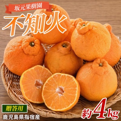 坂元さんちの不知火10～12玉入り化粧箱贈答用約4kg(016-1255)