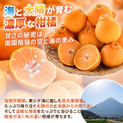 坂元さんちの不知火10～12玉入り化粧箱贈答用約4kg(016-1255)