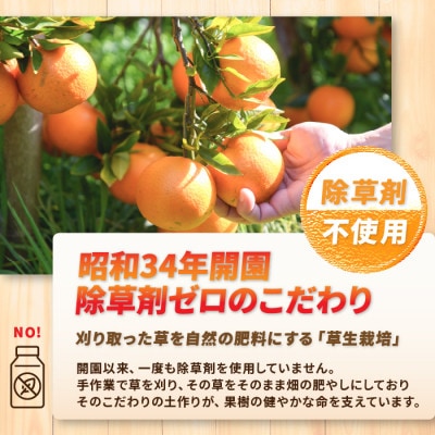 坂元さんちの不知火10～12玉入り化粧箱贈答用約4kg(016-1255)