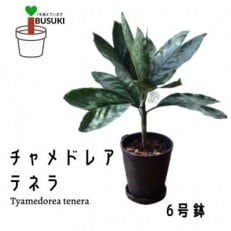 【観葉植物】チャメドレア・テネラ6号ブラック鉢/専用受け皿付き(025-1433)