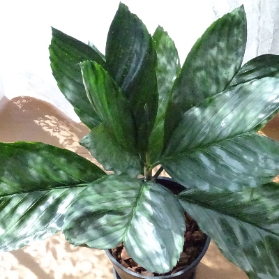 【観葉植物】チャメドレア・テネラ6号ブラック鉢/専用受け皿付き(025-1433)