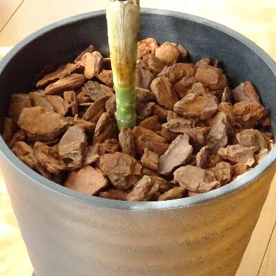 【観葉植物】チャメドレア・テネラ6号ブラック鉢/専用受け皿付き(025-1433)