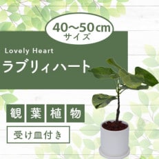 【観葉植物】ラブリィハート4号陶器鉢/専用受け皿付き(025-1494)