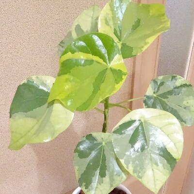 観葉植物 ラブリーハート4号 プランツ C 081 お礼品詳細 ふるさと納税なら さとふる