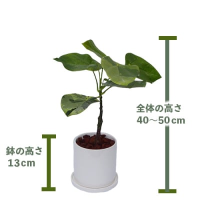 【観葉植物】ラブリィハート4号陶器鉢/専用受け皿付き(025-1494)