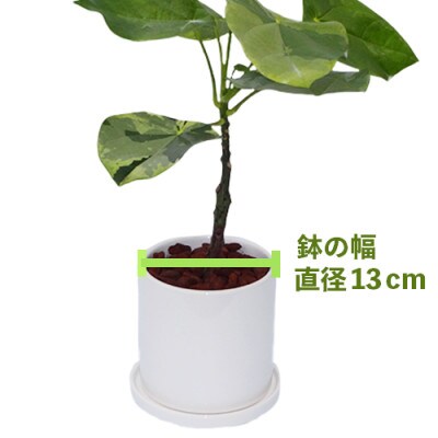 【観葉植物】ラブリィハート4号陶器鉢/専用受け皿付き(025-1494)