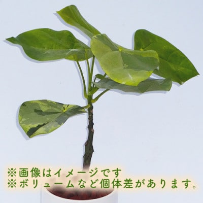 【観葉植物】ラブリィハート4号陶器鉢/専用受け皿付き(025-1494)