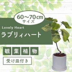 【観葉植物】ラブリィハート5号陶器鉢(045-1495)