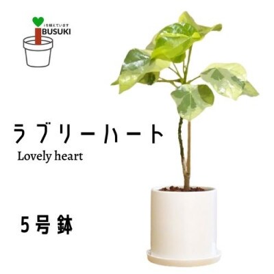観葉植物 ラブリーハート5号 プランツ G 012 お礼品詳細 ふるさと納税なら さとふる