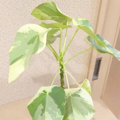 観葉植物 ラブリーハート5号 プランツ G 012 お礼品詳細 ふるさと納税なら さとふる