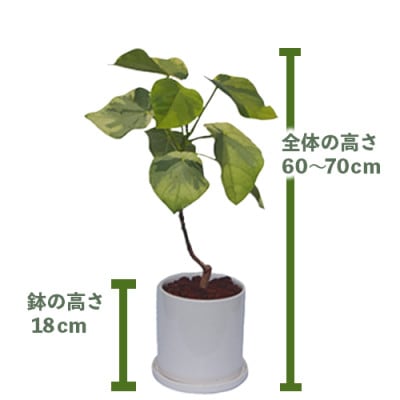【観葉植物】ラブリィハート5号陶器鉢(045-1495)