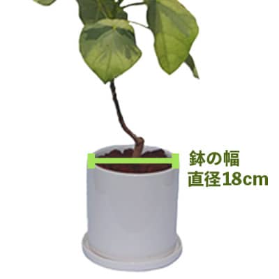【観葉植物】ラブリィハート5号陶器鉢(045-1495)