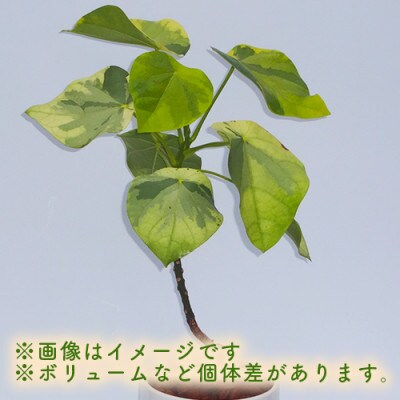 【観葉植物】ラブリィハート5号陶器鉢(045-1495)