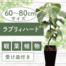 5月中旬～発送【観葉植物】ラブリィハート60～80cm【農林水産省 品種登録】(055-1496)