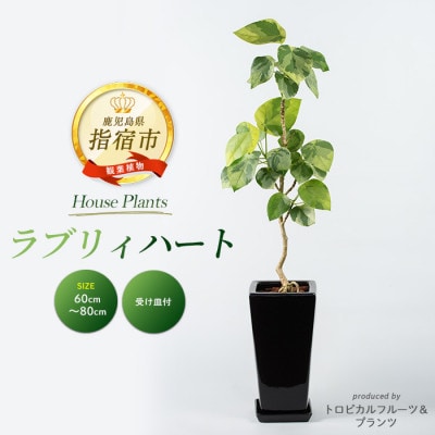 �y�ϗt�A���z���u���B�n�[�g60�`80cm�y�_�ѐ��Y�� �i��o�^�z(055-1496)