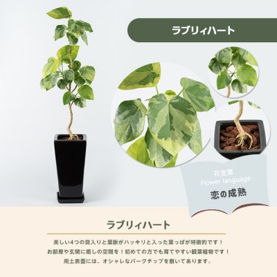 【観葉植物】ラブリィハート60～80cm【農林水産省 品種登録】(055-1496)