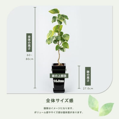【観葉植物】ラブリィハート60～80cm【農林水産省 品種登録】(055-1496)