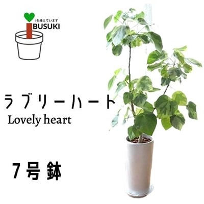 観葉植物 ラブリーハート7号 プランツ K 003 お礼品詳細 ふるさと納税なら さとふる