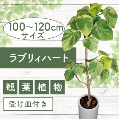 【観葉植物】ラブリィハート100cm～120cm陶器鉢【農林水産省 品種登録】(077-1497)