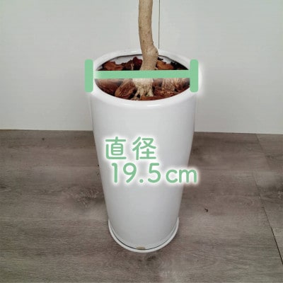 【観葉植物】ラブリィハート100cm～120cm陶器鉢【農林水産省 品種登録】(077-1497)