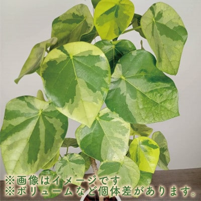 【観葉植物】ラブリィハート100cm～120cm陶器鉢【農林水産省 品種登録】(077-1497)
