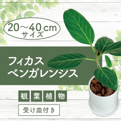 観葉植物】フィカス・ベンガレンシス20cm～40cm 陶器鉢(014-1462