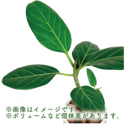 【観葉植物】フィカス・ベンガレンシス20cm～40cm 陶器鉢(014-1462)