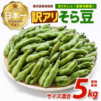 【2027年 発送】【産地直送!新鮮旬野菜!】ご家庭用そら豆約5kg(IB092-005)